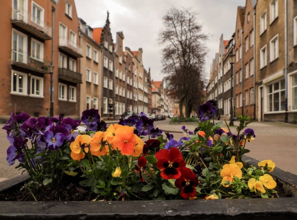 istock Old Town in Gdansk 2177573986