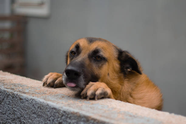 istock A majestic German Shepherd standing proudly in a Greek countryside setting. 2177574121