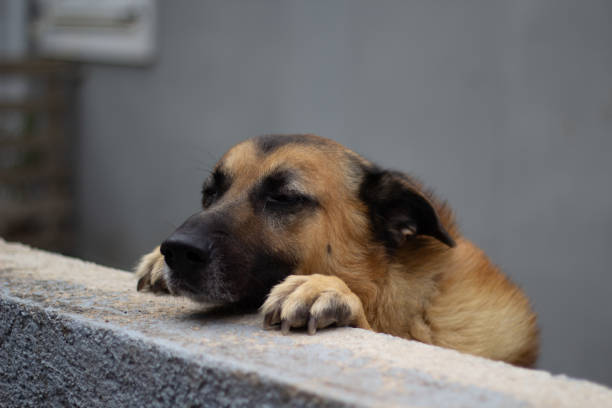 istock A majestic German Shepherd standing proudly in a Greek countryside setting. 2177574132