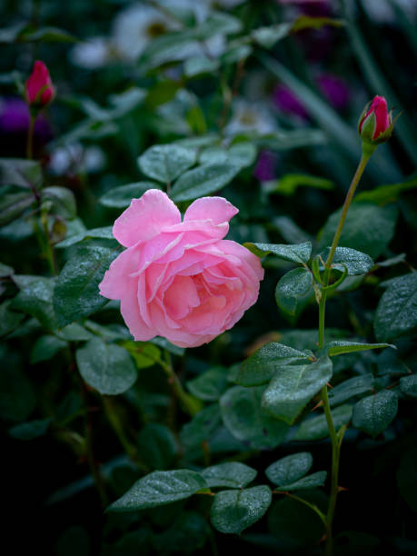 Pink rose on the stem with the natural background. Shallow depth of field.