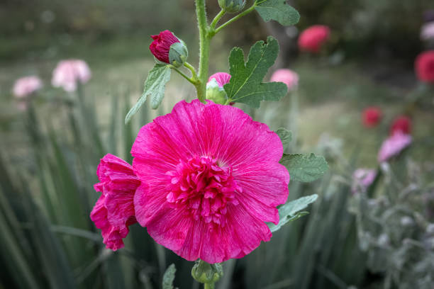 Pink malva flower blooming in the garden. Hollyhocks or Alcea flowering plants in the flower garden.