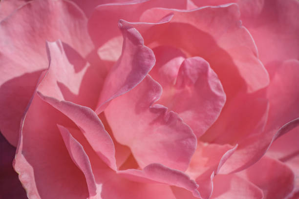 Close-up view of a pink rose bud. Top view. Shallow depth of field.