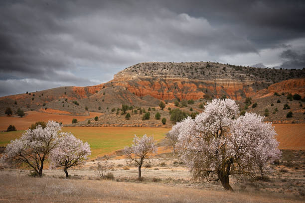 The Red Canyon of Teruel or also known as the Rambla de Barrachina in Villaespesa, is the particular far west of the province of Teruel. It is just 5 kilometers from the city and it is very worth visiting to see the unique formations in addition to the powerful reddish color. In February, the almond trees in the fields offer a wonderful spectacle when they bloom just before the arrival of spring. The white flowers stand out against the red background of the clay soils of the Canyon.