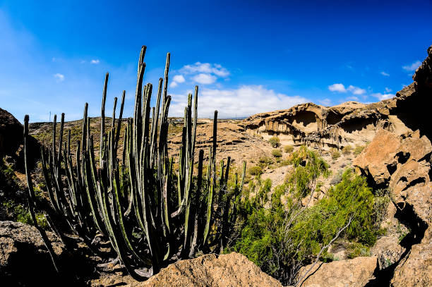 A desert landscape with a large cactus in the foreground. The sky is clear and blue, and the sun is shining brightly. The cactus is surrounded by rocks and dirt