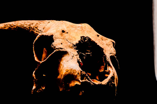 A skull is shown in a black background. The skull is old and has a lot of dirt on it. The skull is in a dark room, and the light is off. The skull is the main focus of the image