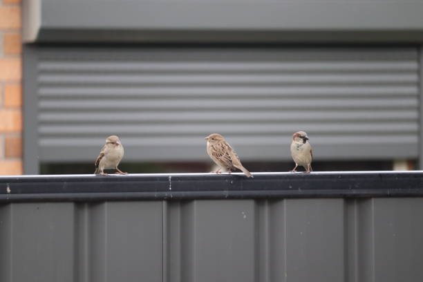 They were introduced to Australia in the 1860s by acclimatisation societies and are now abundant in cities, towns, rural areas and around farm buildings, particularly in the south-east of Australia.