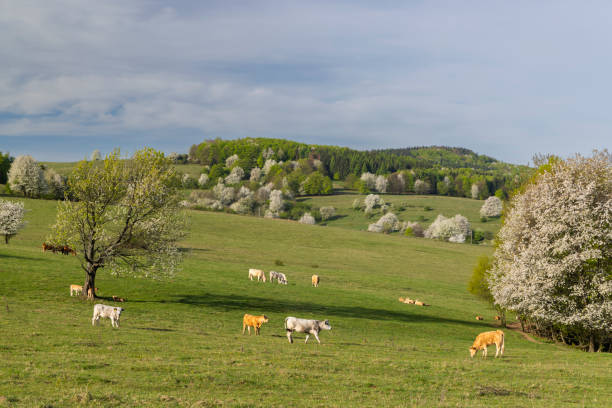 curious black and white spotted beef cows in green meadow with yellow spring flowers under blue sky in the north of luxemburg