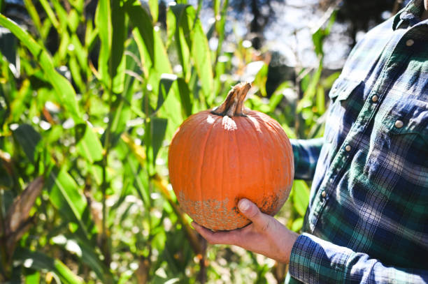 istock Close up of pumpkin in hands with sunlight. 2177586371