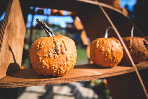 Pumpkin and Gourds