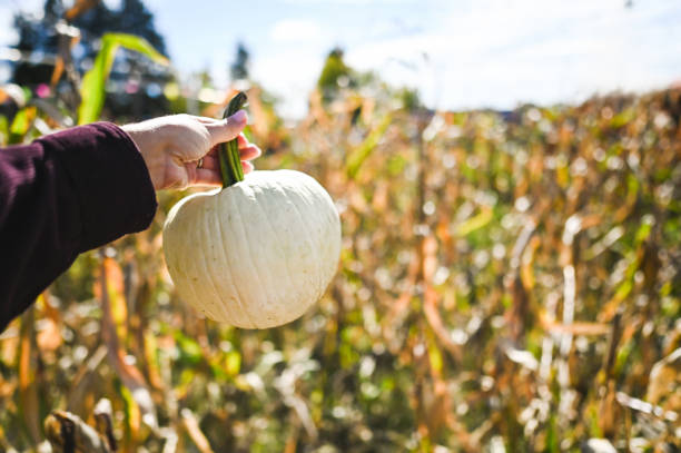 Woman holding pumpkin close up.