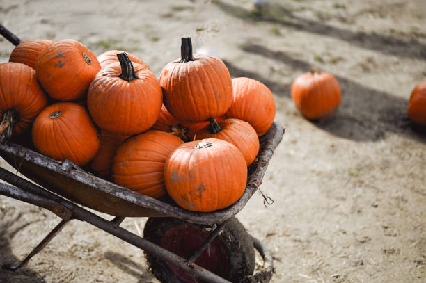 Pumpkins at wheelbarrow