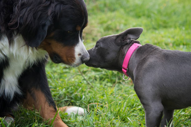 Bernese Mountain Dog and small pitbull terrier dog face to face