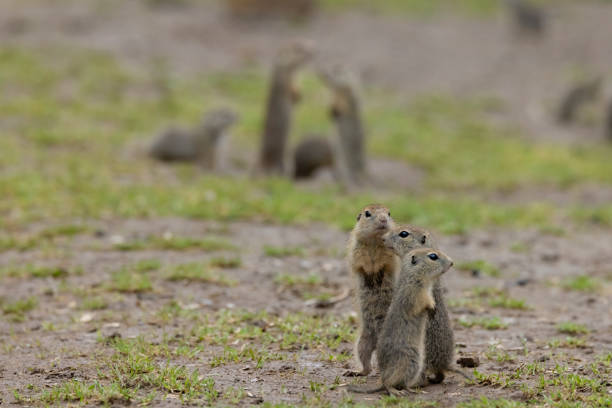 Prairie Dog, Calgary