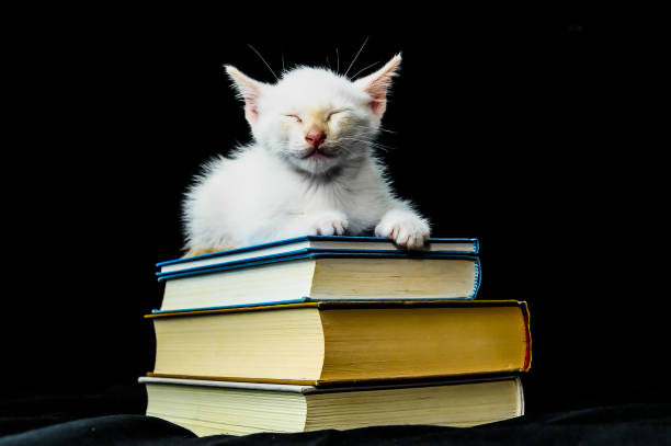Funny cat lies with a fountain pen. Red cat is sleeping on the couch. Notepad, cup with tea. The concept of rest, relaxation, comfort.