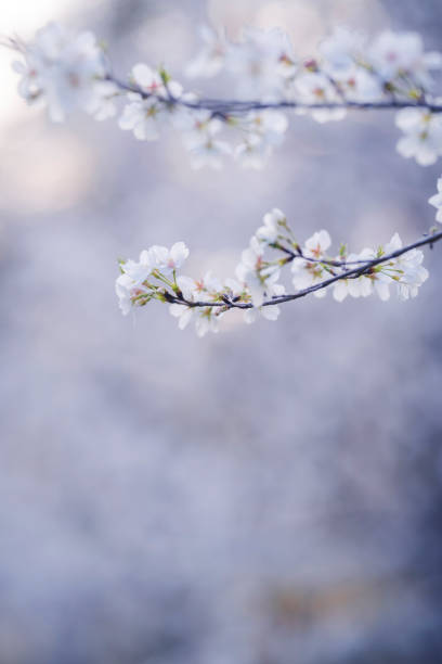 istock In spring, the cherry blossoms are in full bloom 2177589964
