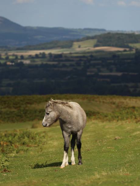 istock Grey Welsh Foal on Shropshire Long Mynd 2177592277