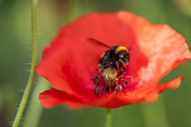 Bumblebee visiting a blooming poppy flower.