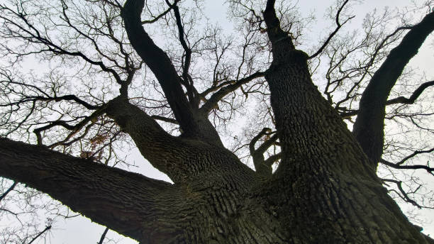 istock lonely oak tree growing in the park 2177595598