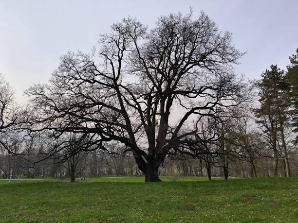 old oak tree with no leaves in the park