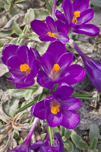 Purple crocuses in bloom close-up in a green spring meadow