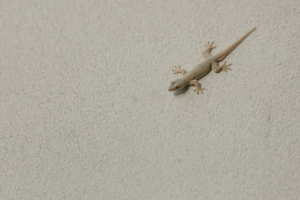 Hemidactylus lizard or House lizard on cement wall, Little gecko lizard, common wall lizard,