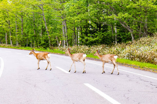 istock Deer in Shiretoko National Park. 2177601222