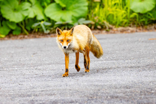 Fox in Shiretoko National Park.