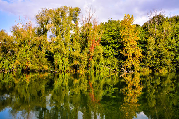 istock A forest with trees and a body of water 2177601943