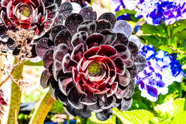 A black flower with a green stem is surrounded by other flowers. The black flower is the main focus of the image