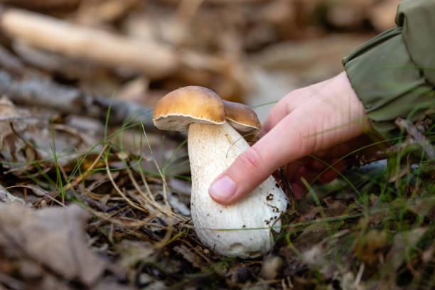istock edible mushroom growing in the forest 2177603650