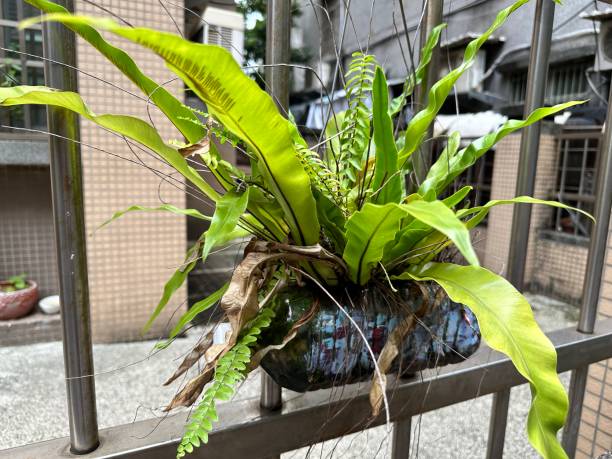 istock Used plastic bottles used as plant pots 2177604712
