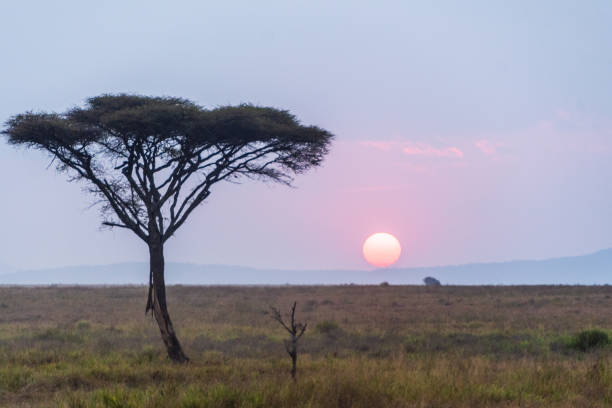istock Sunset in the Serengeti 2177604796
