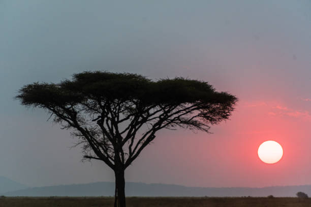 istock Sunset in the Serengeti 2177604797