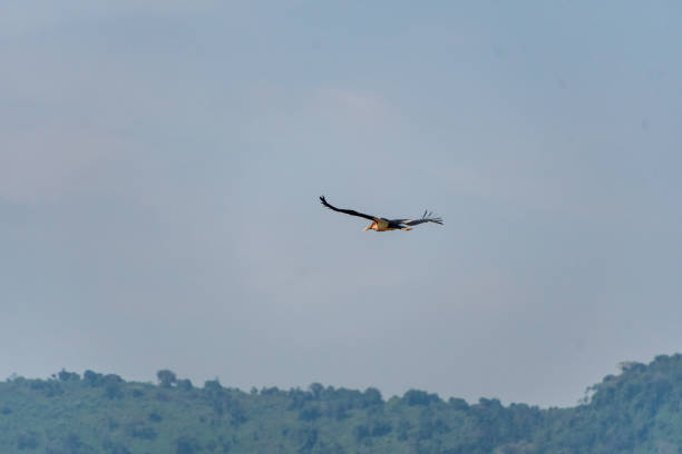 istock Marabou stork in the Ngorogoro Crater 2177604831