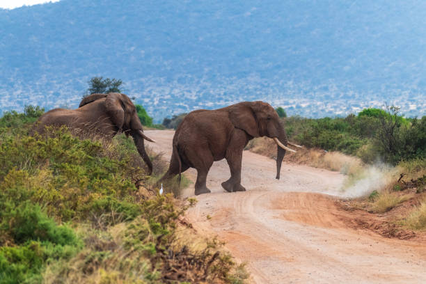 istock African elephant in Samburu National Reserve 2177604840