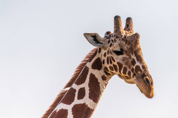 istock Reticulated Giraffe in the Samburu National Reserve 2177604852