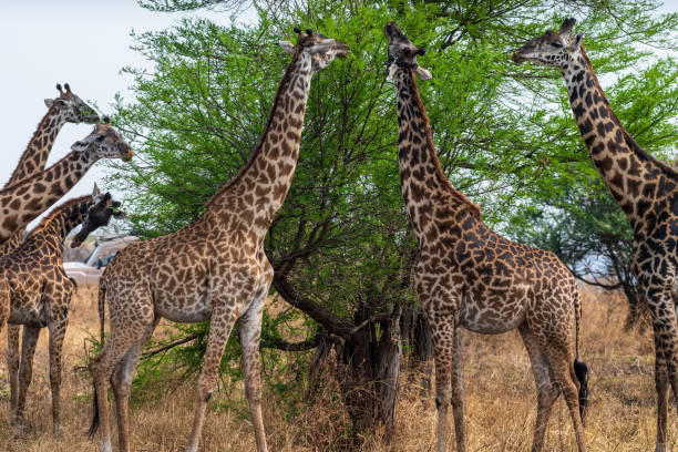 istock Masai Giraffe in the Serengeti 2177604860