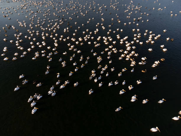 istock A large flock of pelicans 2177609275