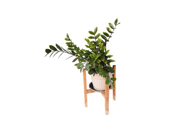 istock Tree in ceramic pot isolated on white background. Plants growing in pots or planters. beautiful natural home decorations. Interior design 2177611158
