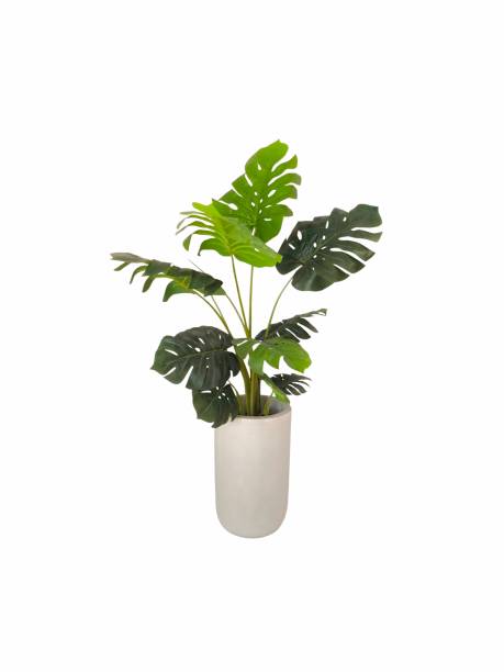 istock Tree in ceramic pot isolated on white background. Plants growing in pots or planters. beautiful natural home decorations. Interior design 2177611196