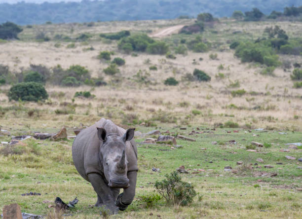 istock Endangered white Rhinoceros in an African Game Sanctuary. 2177612717
