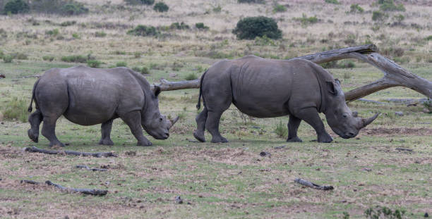 istock Endangered white Rhinoceros in an African Game Sanctuary. 2177612875