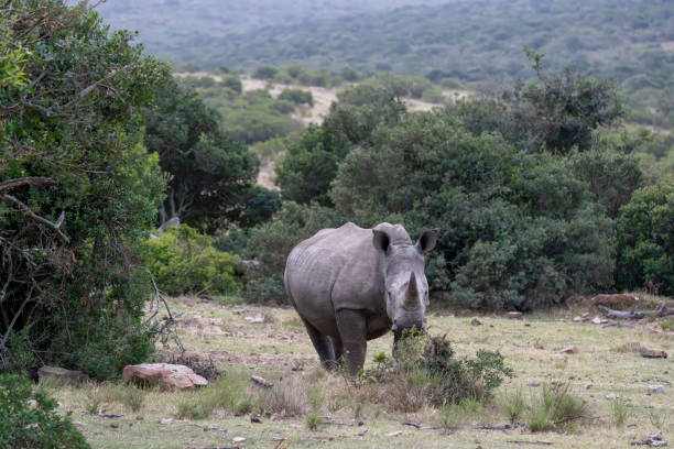 istock Endangered white Rhinoceros in an African Game Sanctuary. 2177613010
