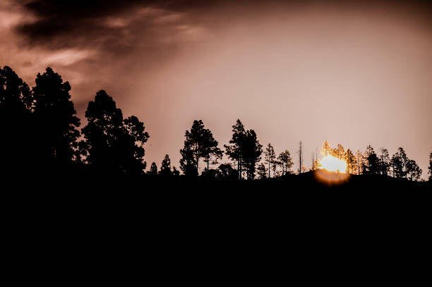 A dark forest with a sun shining through the trees. The sun is low in the sky, casting long shadows on the ground. The scene is peaceful and serene, with the sun providing a warm glow on the trees