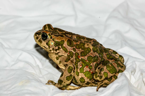 istock A frog with green and brown spots sits on a white sheet 2177619652
