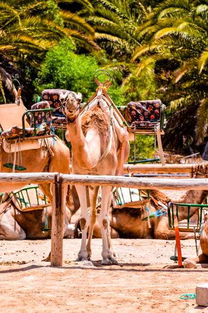 istock A camel is standing in front of a fence with a rope around its neck 2177619800
