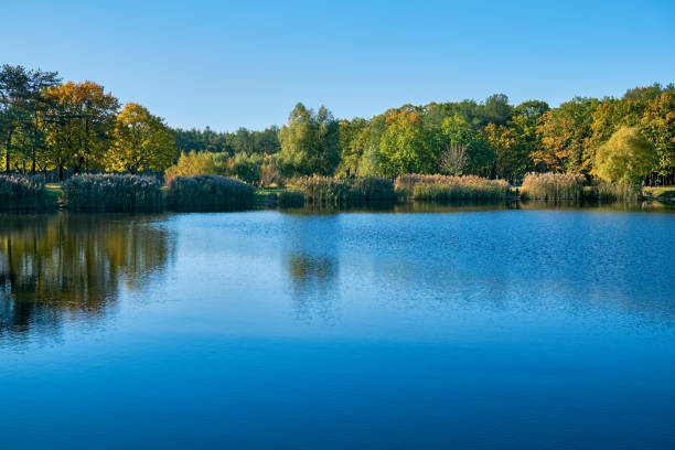 istock Autumn October fusion.Forest lake surrounded by trees and reeds 2177620091