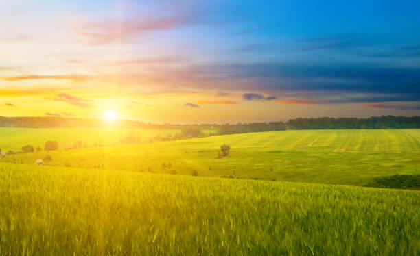 istock Green wheat field and sunrise. 2177620595