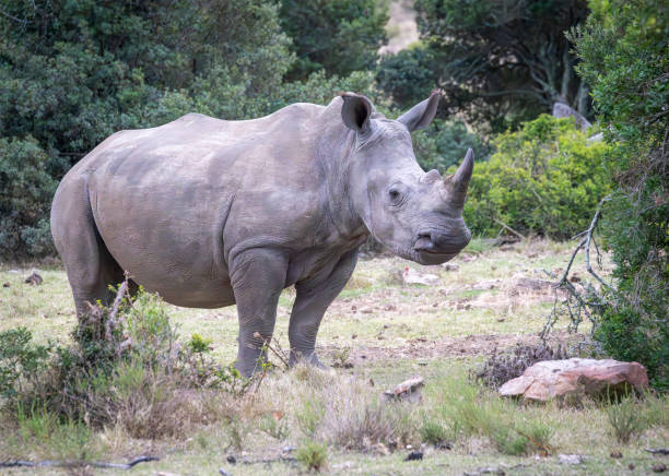 Wildlife at safari in South Africa.