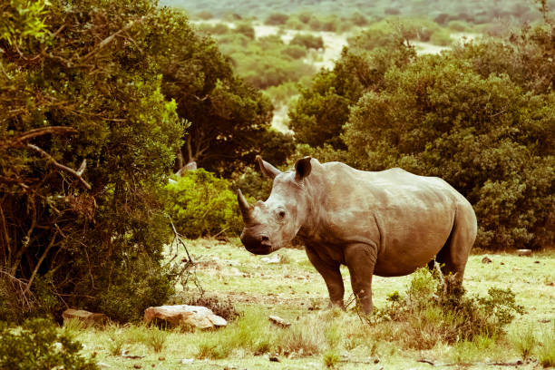 Endangered white rhinoceros (Ceratotherium simum) in natural habitat, South Africa
